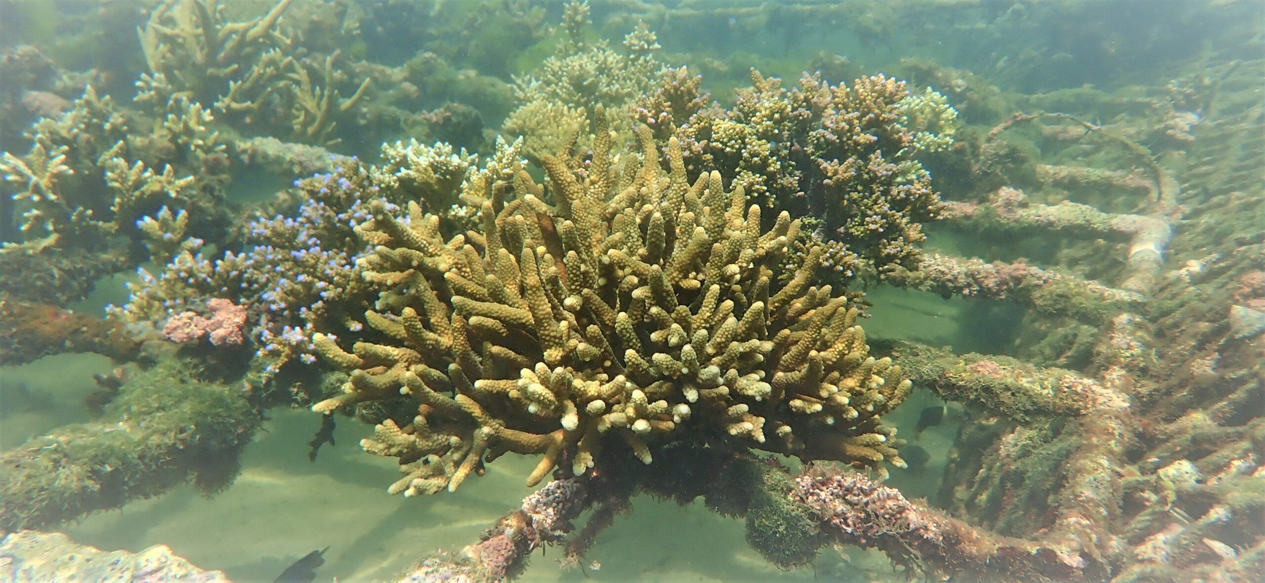 台灣山海天使官網